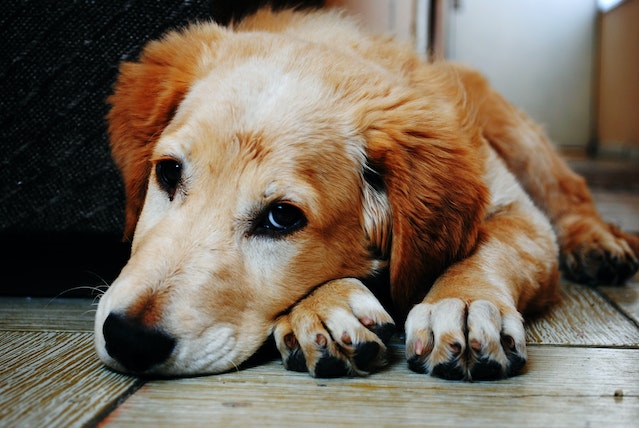 Cleaning Up After Your Dog: Responsible Pet Ownership